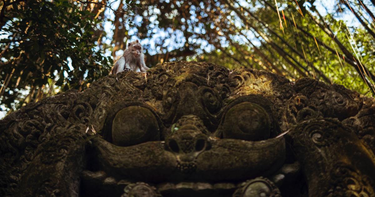 Scimmia ruba il cellulare a una turista e lo butta giù dal tempio