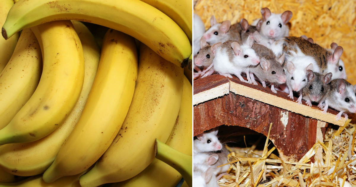 Sapevi che i topi maschi hanno paura delle banane? Ecco perché