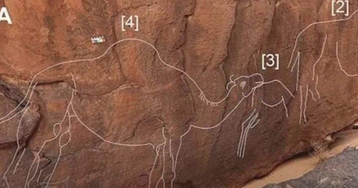 Scoperte nel deserto incisioni rupestri di cammelli a grandezza naturale