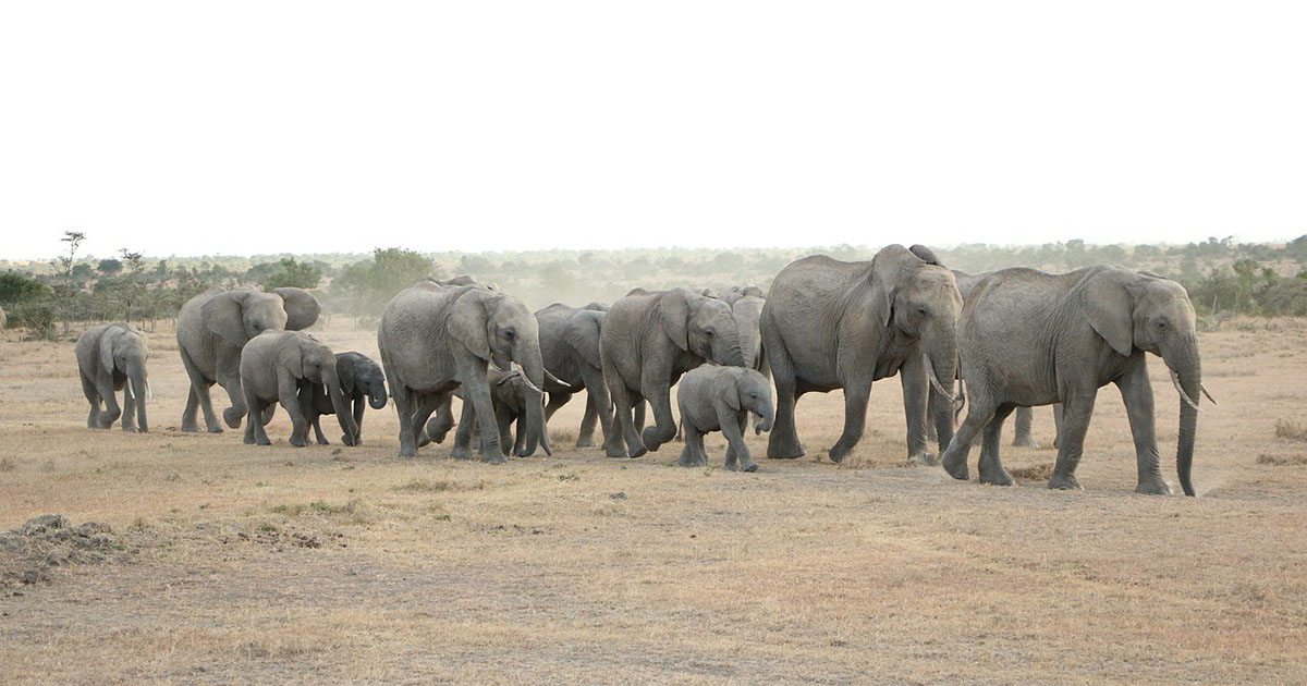 Scoperto negli elefanti un misterioso rituale di sepoltura dei cuccioli