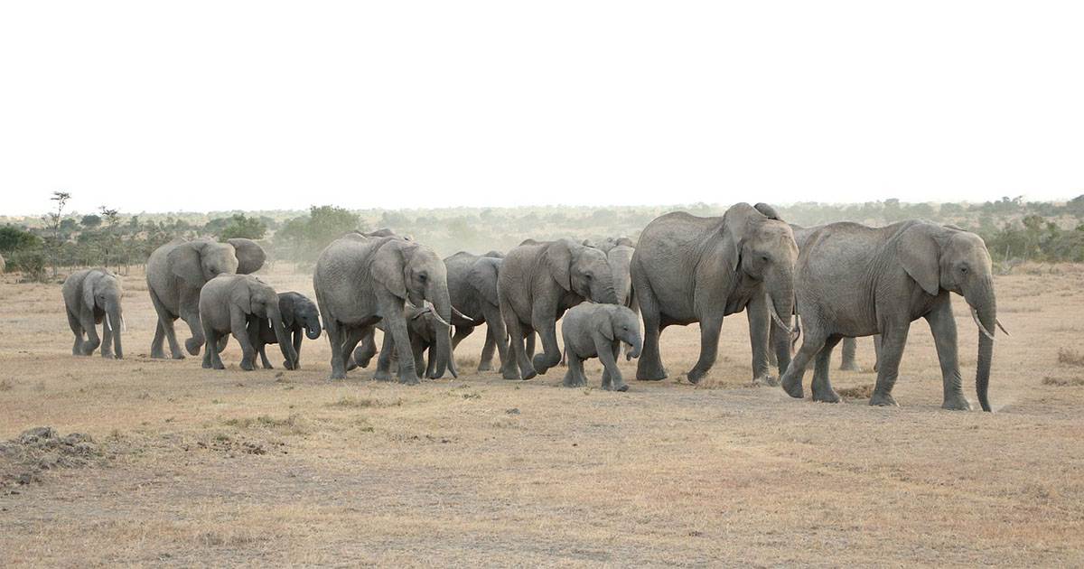 Quanti animali sono esistiti sulla terra fino ad oggi?