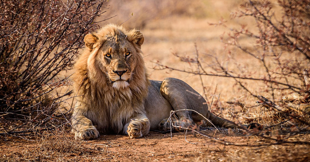 C’è un predatore in Africa che spaventa gli animali più del leone [+VIDEO]