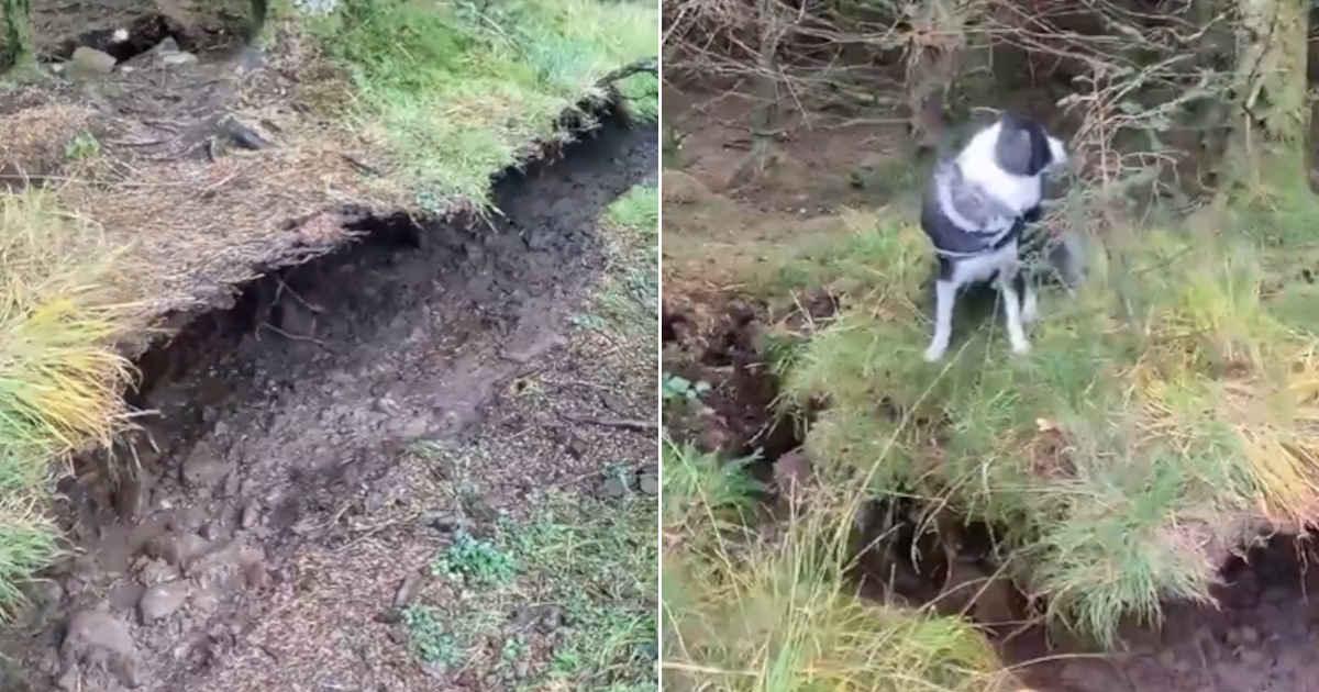 Il suolo di questa foresta si alza e si abbassa per “magia”: un fenomeno incredibile