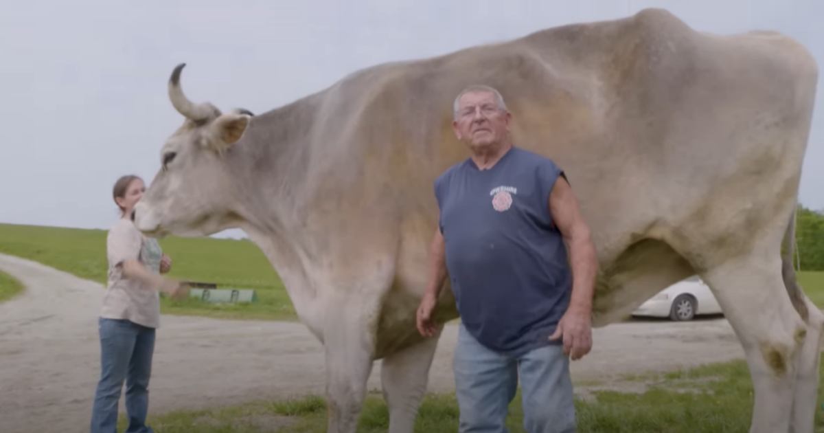 Un bovino gigantesco stabilisce il Guinness dei primati per il manzo più alto del mondo [+VIDEO]