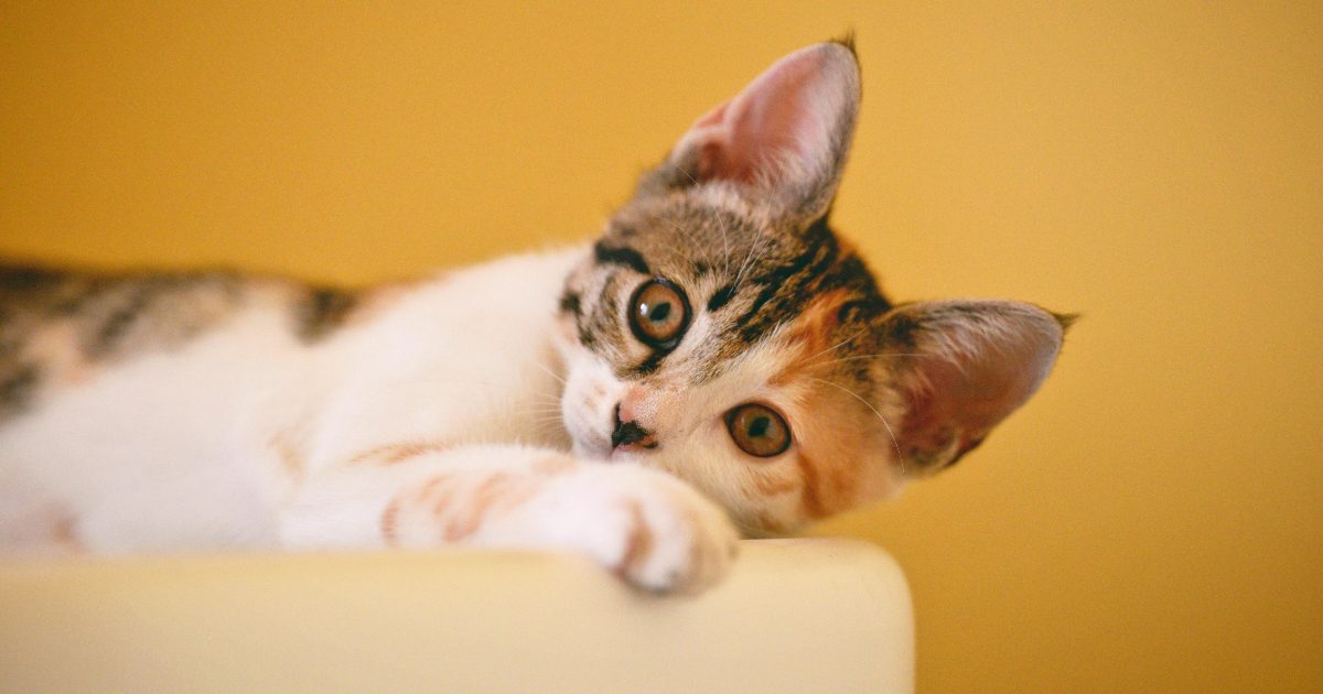 Il tuo gatto è inespressivo? Niente affatto: ecco quante espressioni facciali può fare