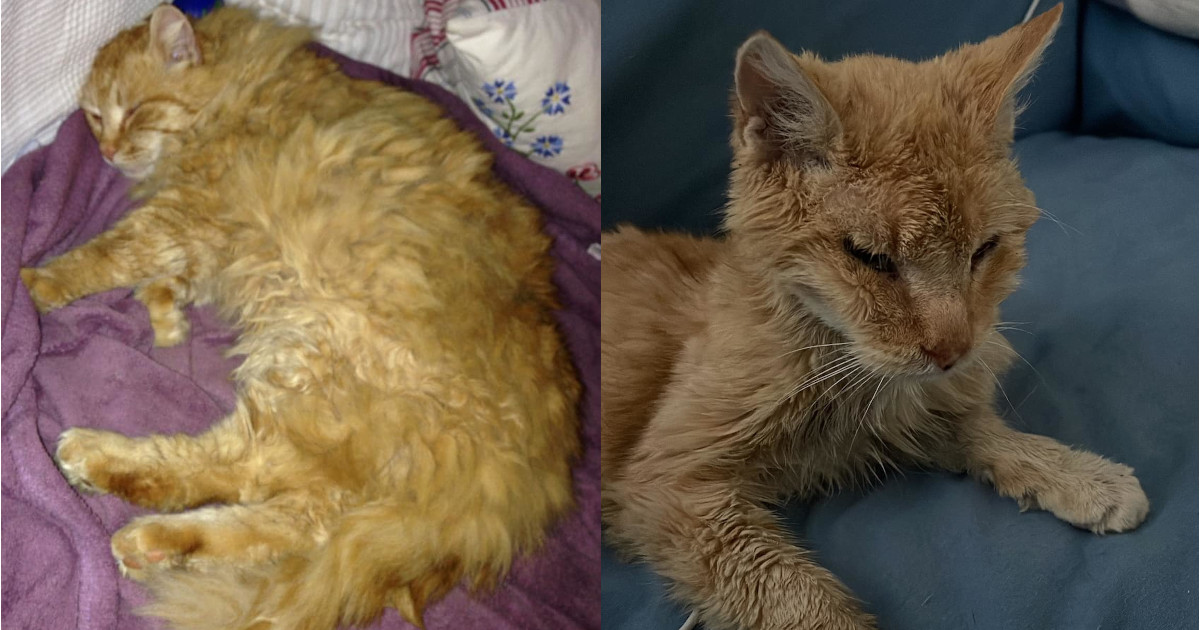 Smarrito da 5 anni, questo gattino è miracolosamente tornato a casa