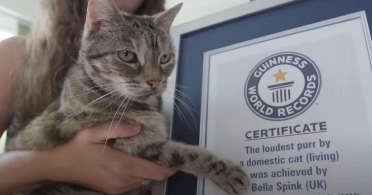 Le fusa di questa gatta hanno conquistato il Guinness World Record