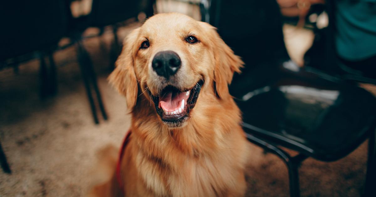 I Golden Retriever hanno un “super potere” che non ti aspetti