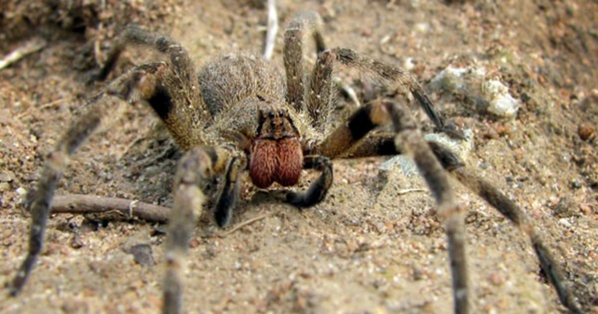 Scoperta un’insolita proprietà del veleno del ragno delle banane: cura la disfunzione erettile