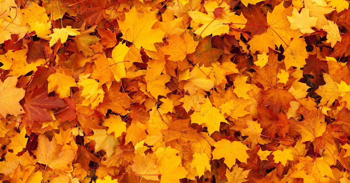 Perché le foglie cambiano colore in autunno?