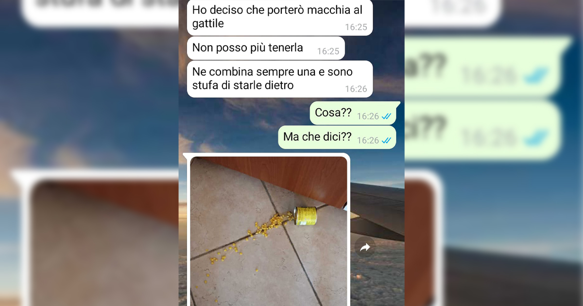 La gatta e la mia ex