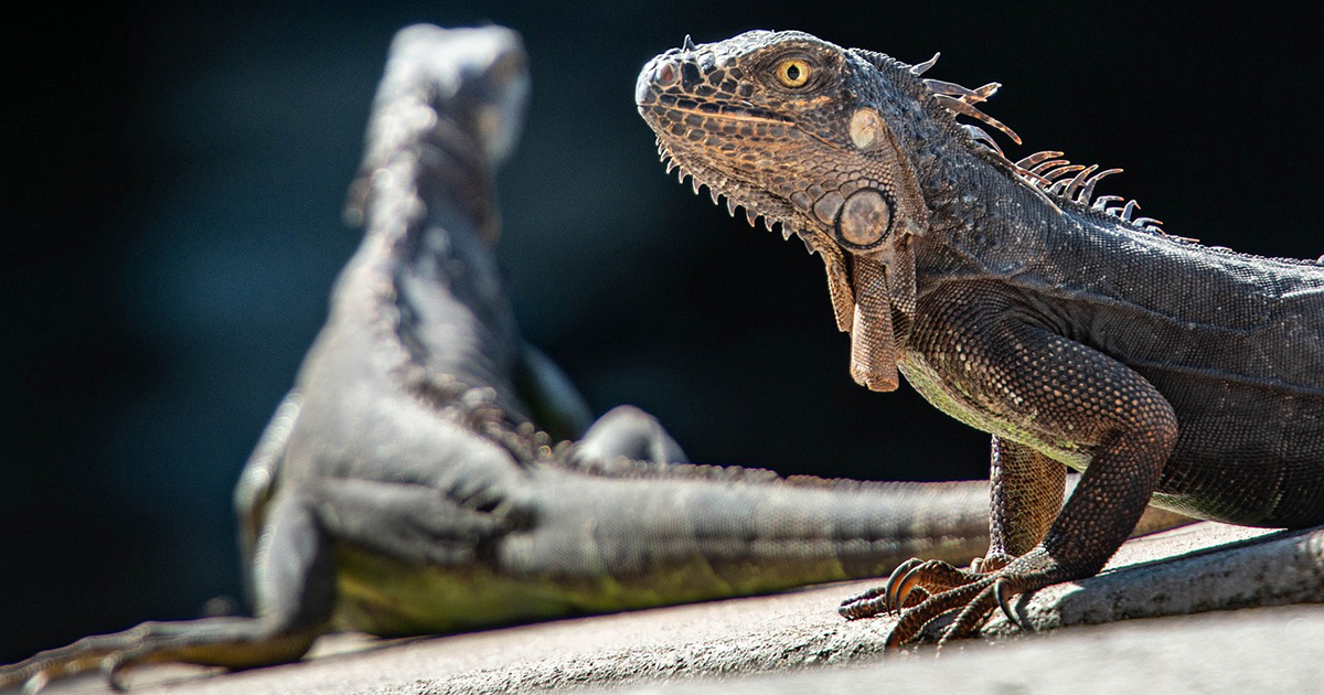 In Florida cadono dall’alto iguane “congelate” [+VIDEO]