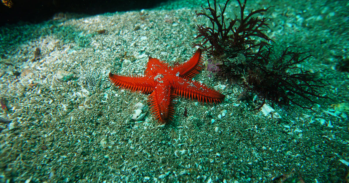 Le stelle marine hanno una testa e gli scienziati hanno capito dov’è