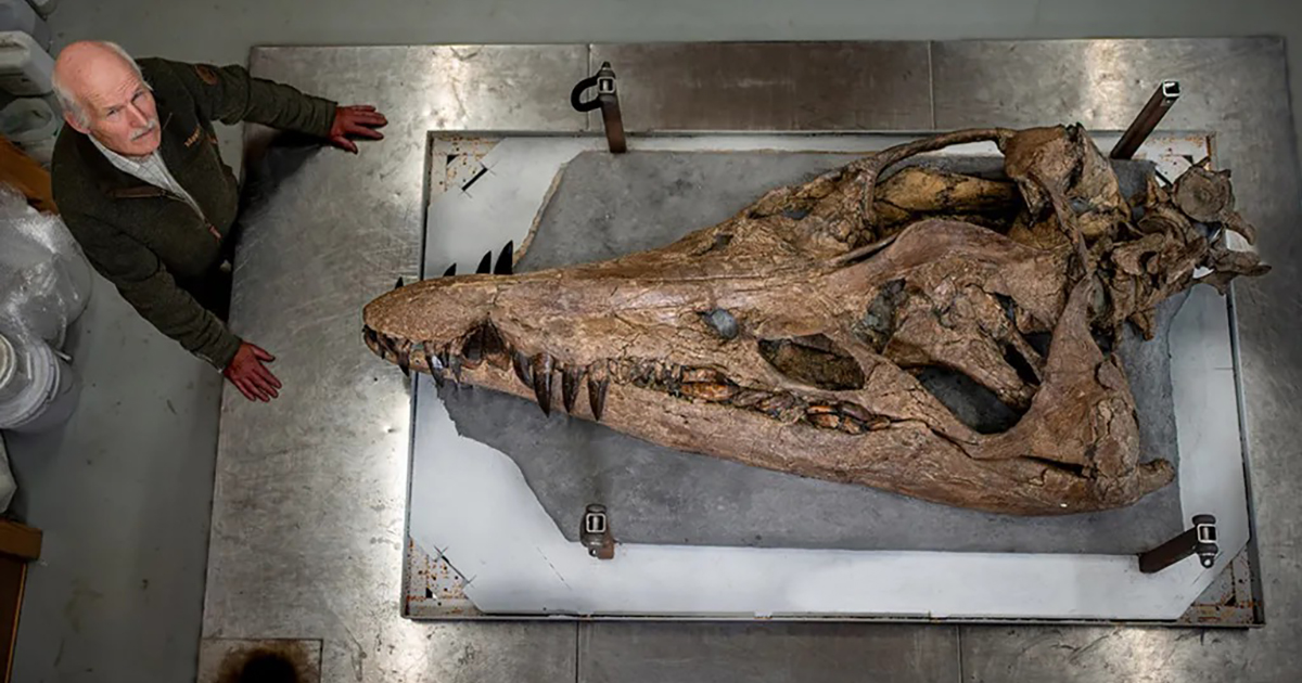 Il teschio di un mostro marino gigante di 150 milioni di anni fa riemerge dagli scogli