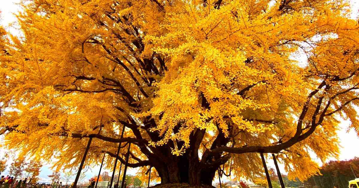 Il maestoso albero di ginkgo della Corea del Sud di 860 anni [+VIDEO]