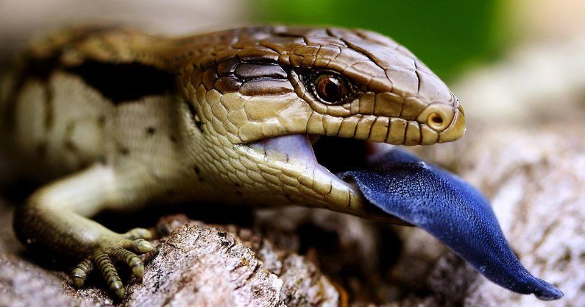La lucertola dalla lingua blu si difende tirando fuori la lingua ai predatori