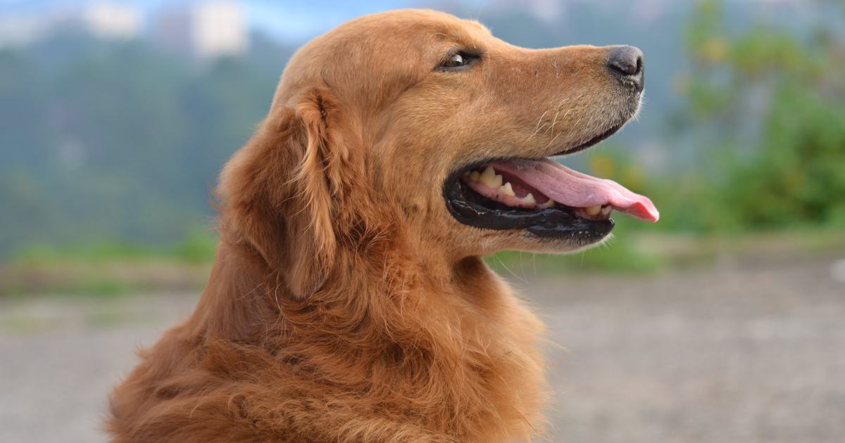 La Gen Z va pazza per “l’uomo Golden Retriever”: chi è