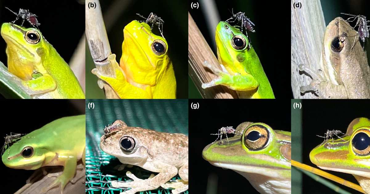 Gli scienziati hanno osservato le zanzare che si nutrono esclusivamente delle narici delle rane
