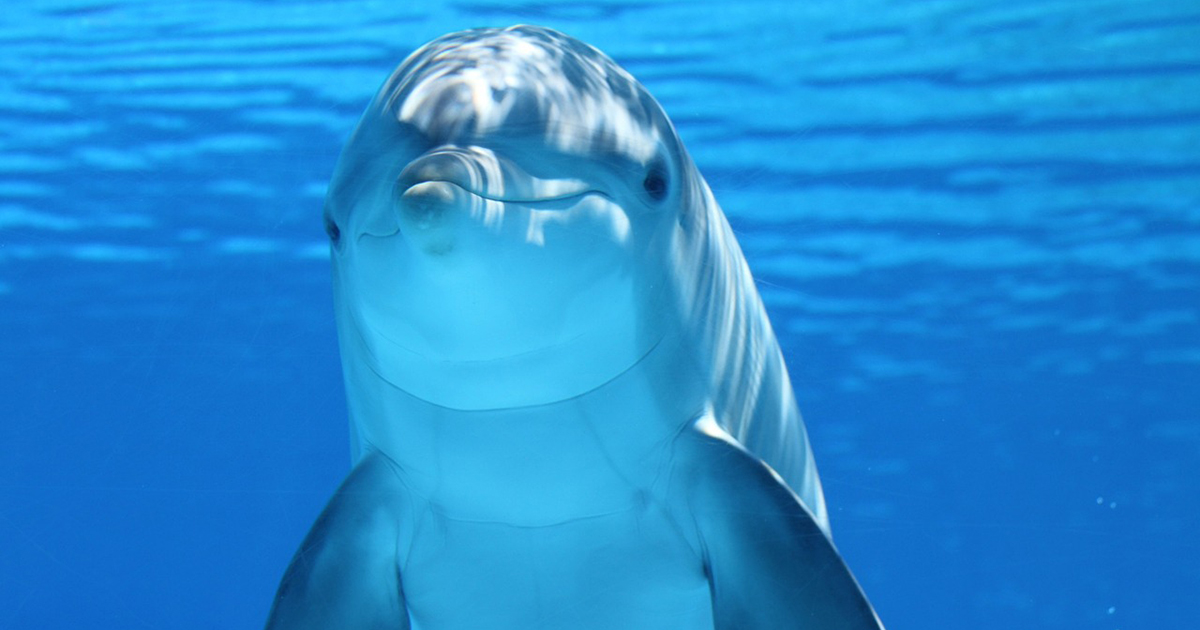Avvistato un raro delfino con i “pollici” sulle pinne [+FOTO]