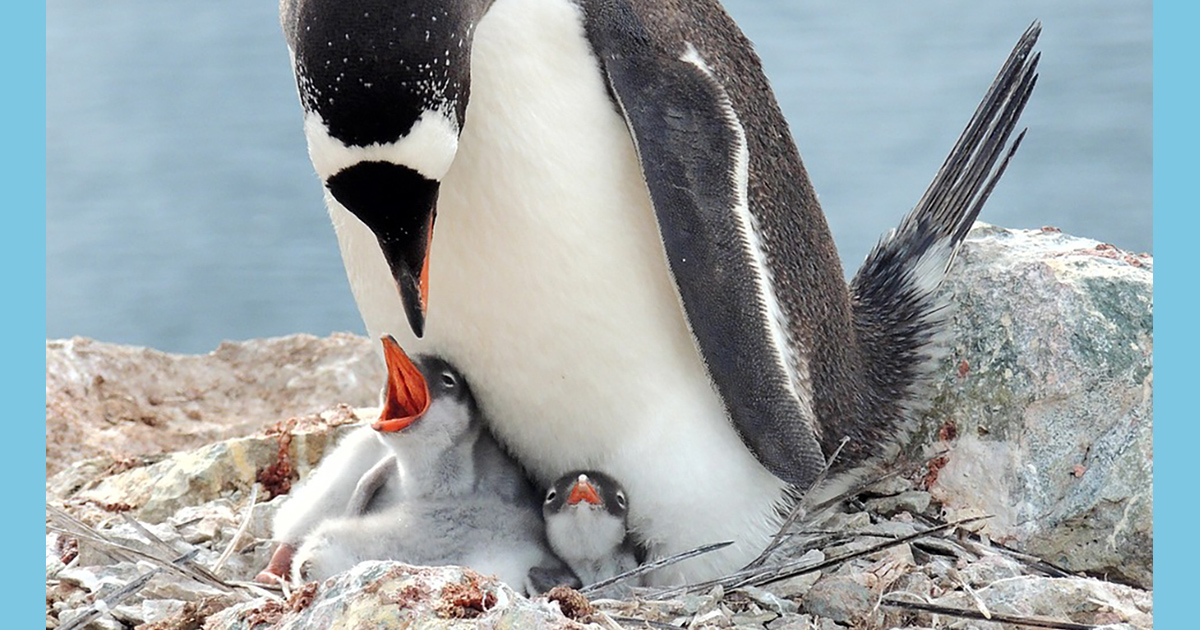 I pinguini fanno pisolini di 4 secondi per sorvegliare i pulcini