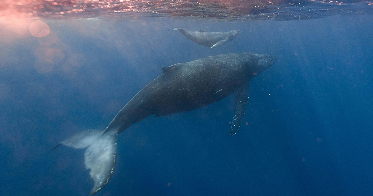 Una balena gioca nel mare e salta completamente fuori dall’acqua [+VIDEO]