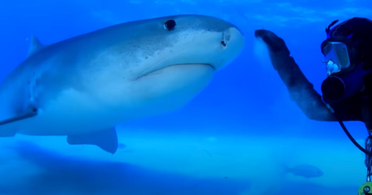 Un subacqueo è amico di uno squalo tigre lungo 4,5 metri da oltre due decenni