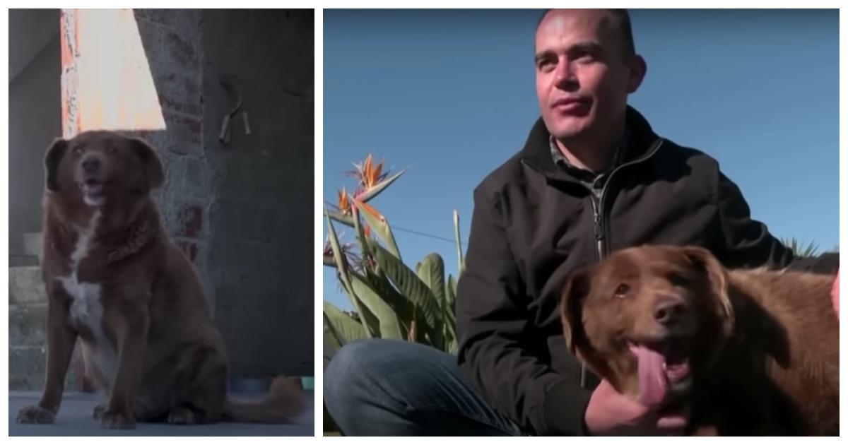 Ha 31 anni ed è il cane più anziano del mondo: la storia di Bobi