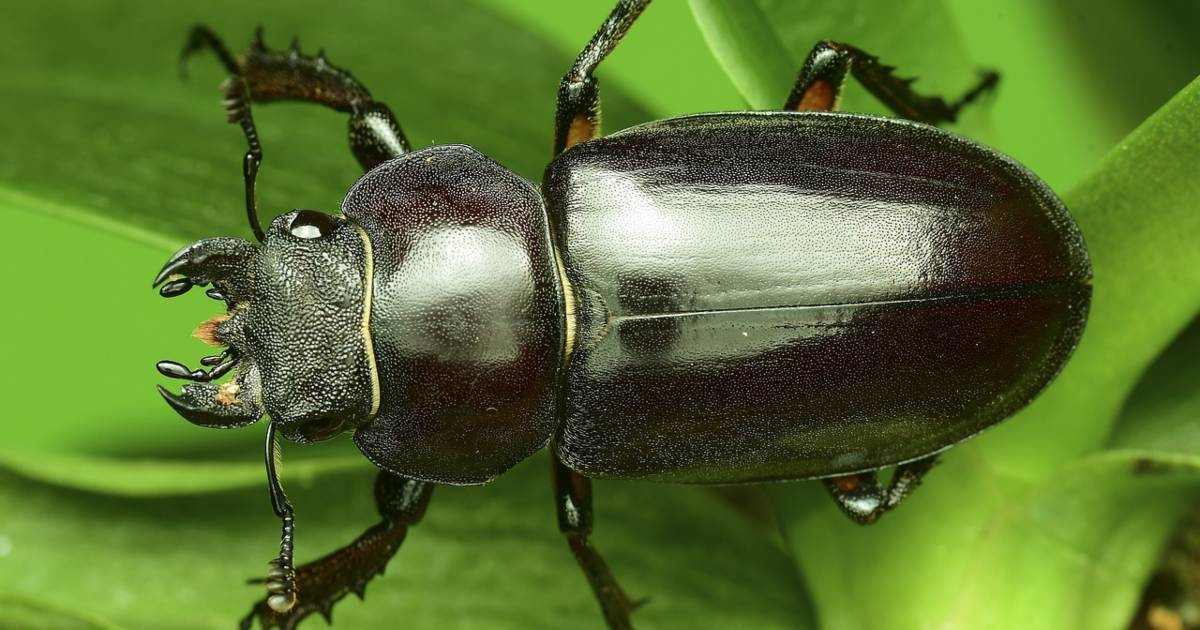 Compagnia di pesticidi tiene una cerimonia al tempio in onore degli insetti uccisi