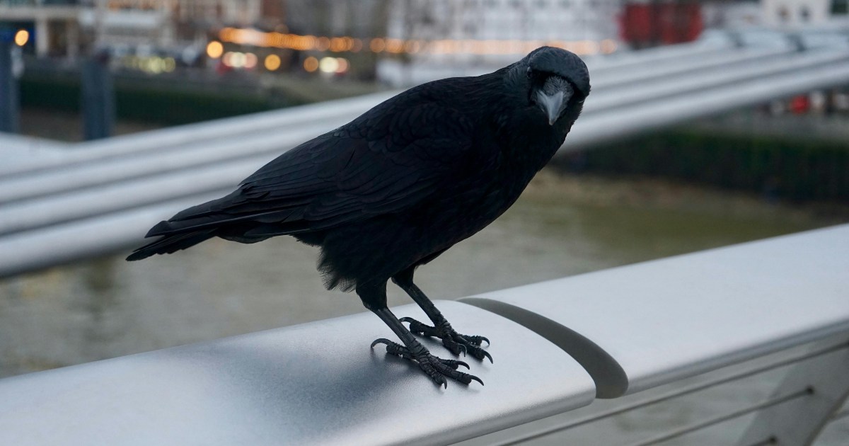 Il Crow Buster: un pezzo di plastica traslucida che tiene a bada i corvi [+VIDEO]