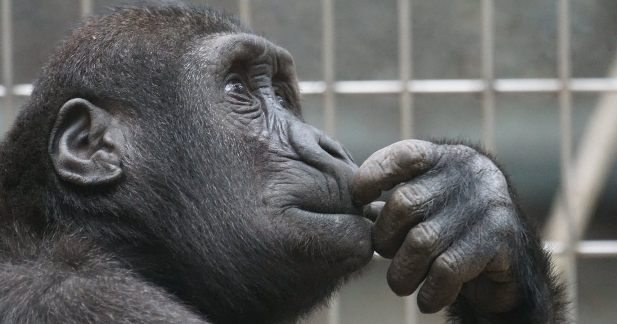 La straordinaria memoria degli scimpanzé: è superiore anche a quella degli elefanti