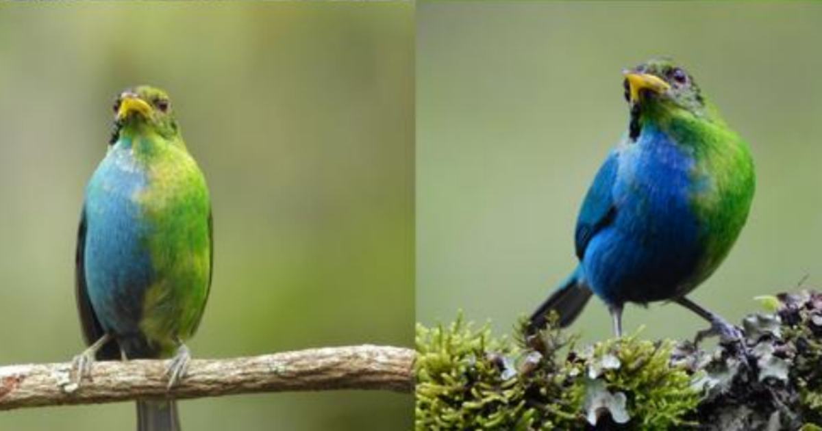 Avvistato un rarissimo uccello metà maschio e metà femmina
