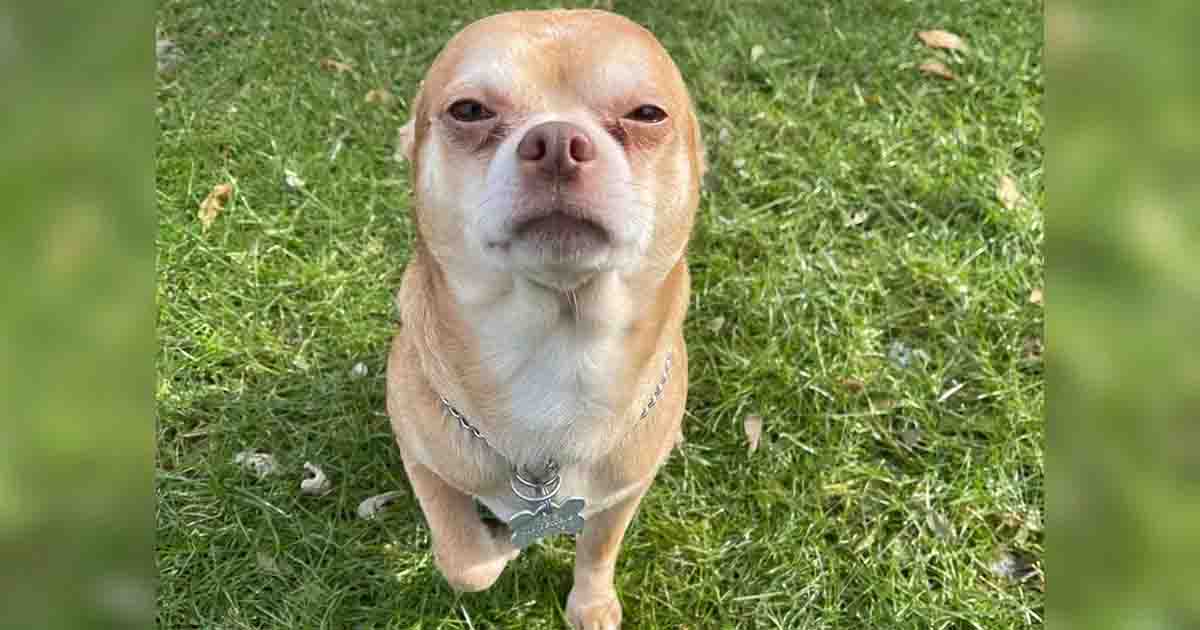 “Chihuahua demoniaco cerca casa, ma odia tutti”: l’assurdo annuncio di adozione [+VIDEO]