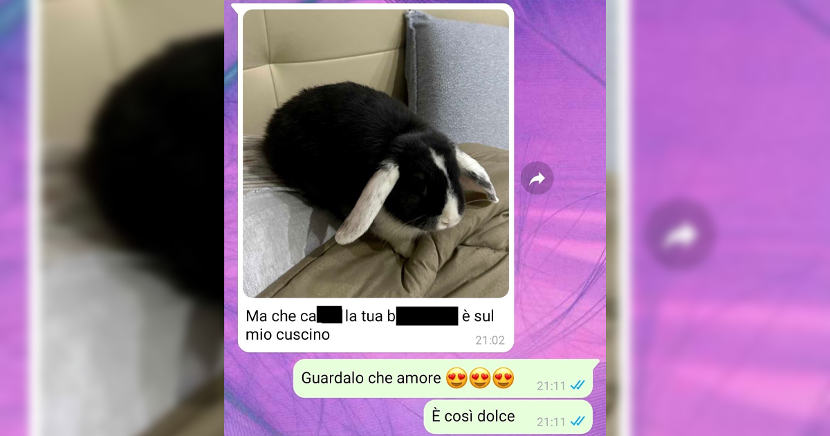 Il coniglio domestico