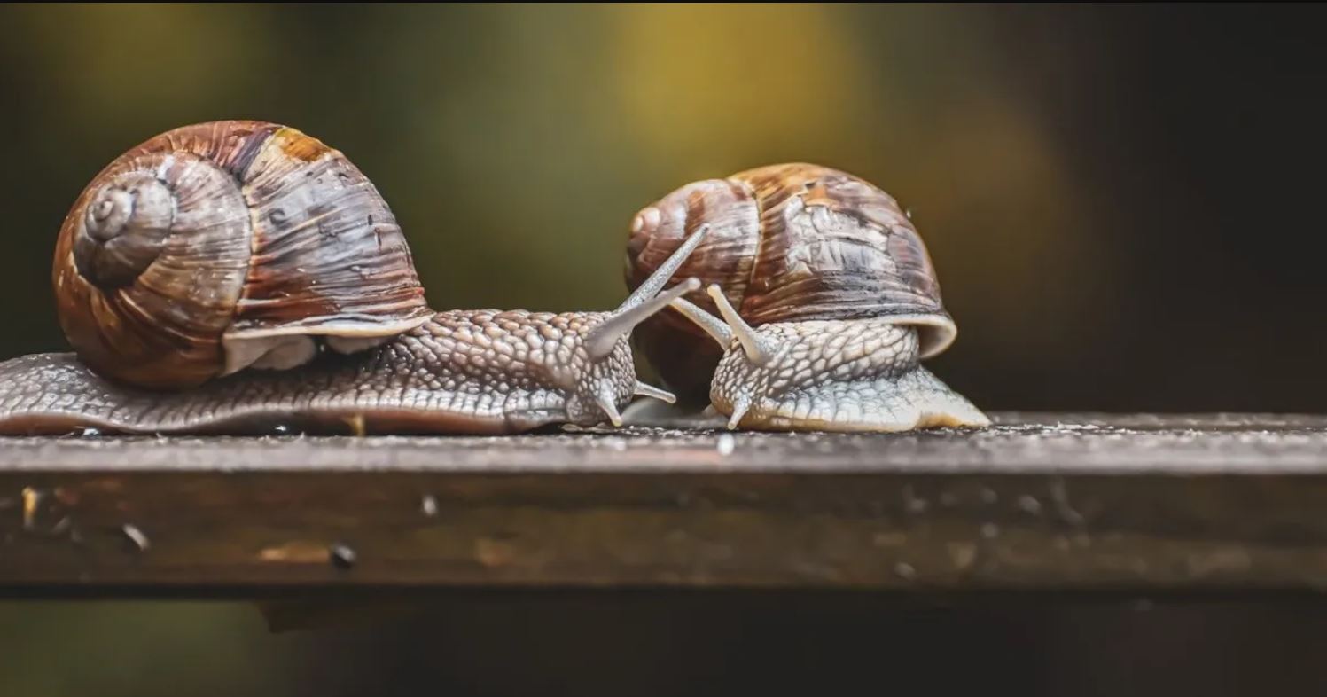 Gli animali più letali al mondo? Le lumache