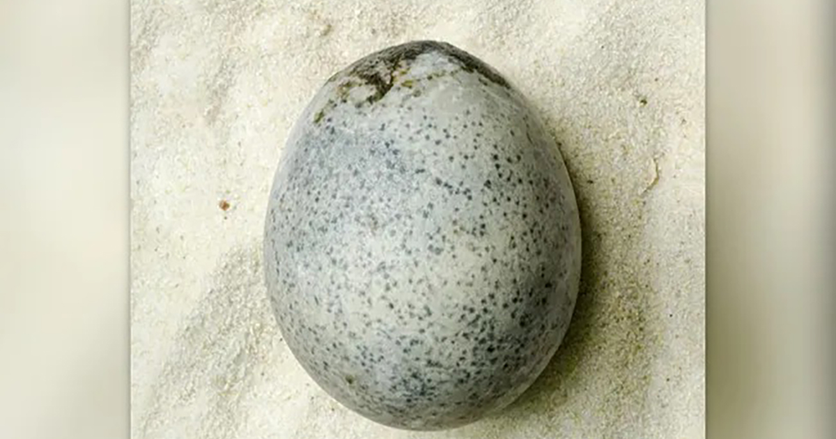 Trovato un uovo di epoca romana intero e contenente ancora il liquido