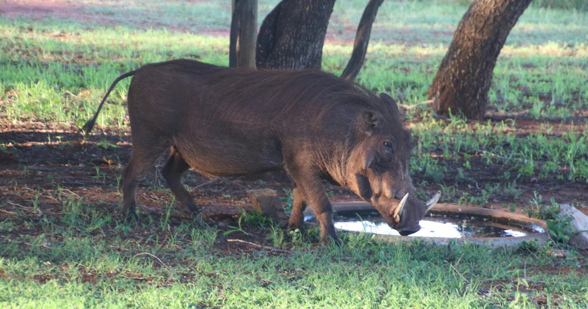 Questa coppia condivide la casa con un cinghiale [+FOTO]