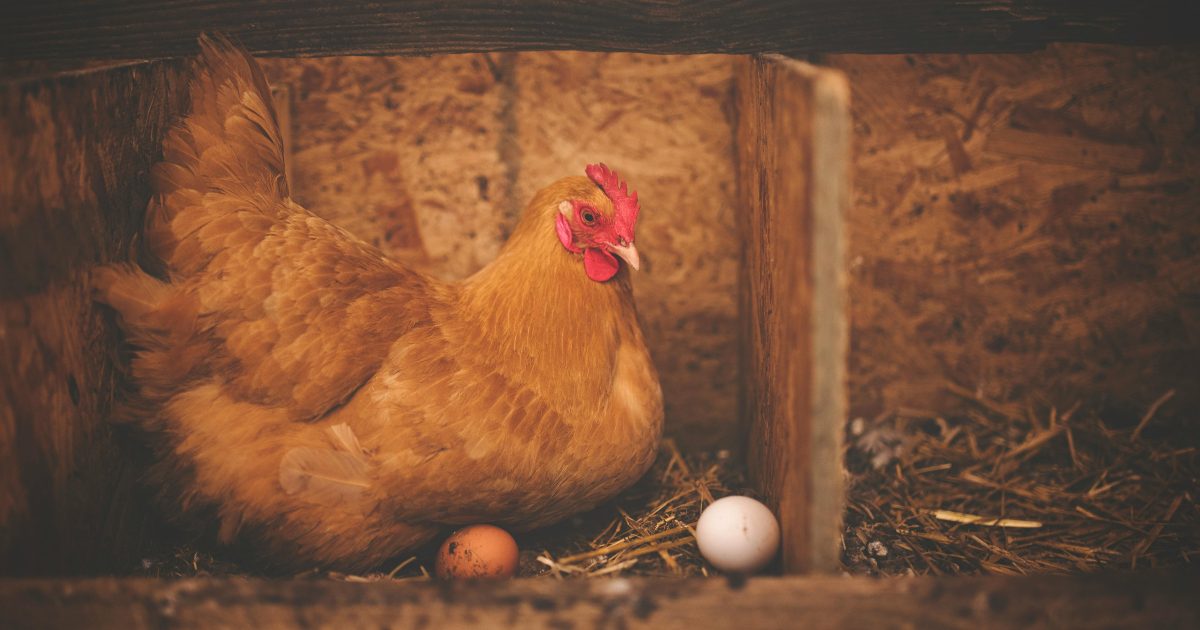 Ora grazie all’apprendimento automatico possiamo decodificare il linguaggio delle galline