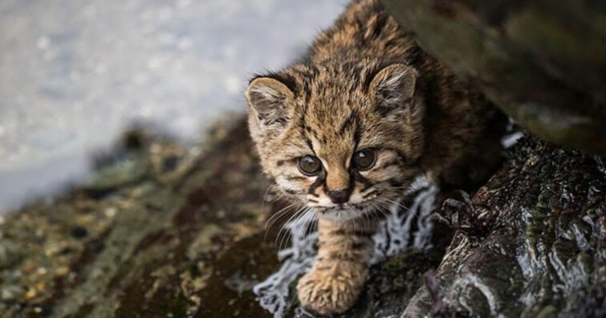 Questo felino è uno dei più piccoli e rari del mondo