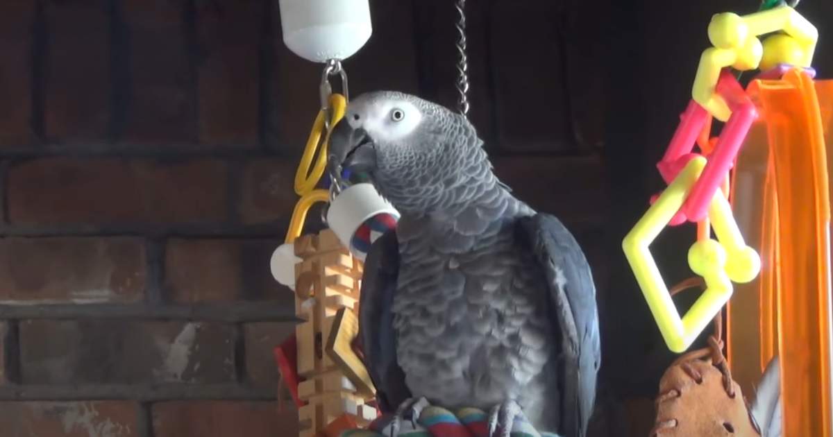 Symon, il pappagallo che ama dire a tutti quando “va in bagno” [+VIDEO]