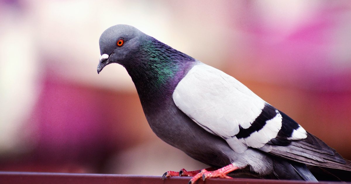Liberato dopo 8 mesi il piccione ritenuto una spia cinese