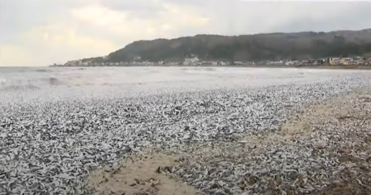 Fishbone Beach: la spiaggia bianca giapponese che è in realtà ricoperta di lische di pesce