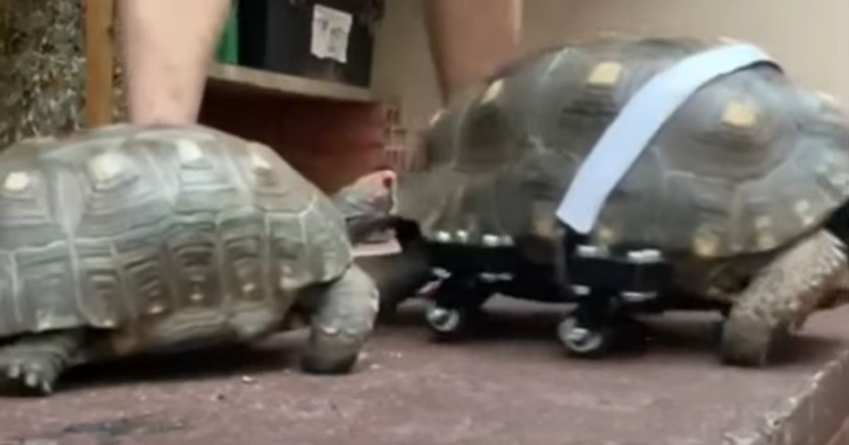 Grazie a una protesi in 3D questa tartaruga quasi paralizzata è tornata a camminare [+VIDEO]