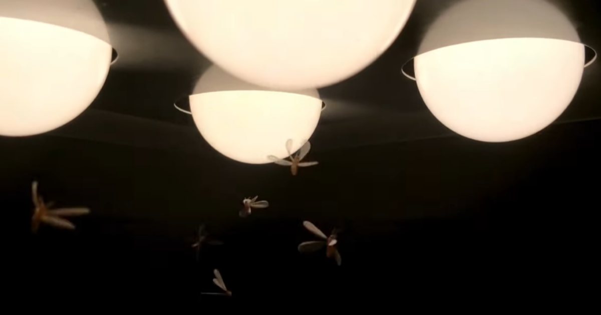 Mosche e zanzare non sono attratte dalle luci artificiali: lo studio che ribalta ogni credenza