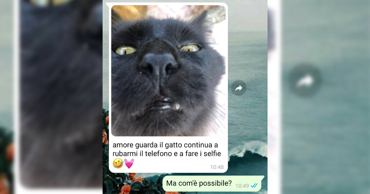 Il selfie del gatto