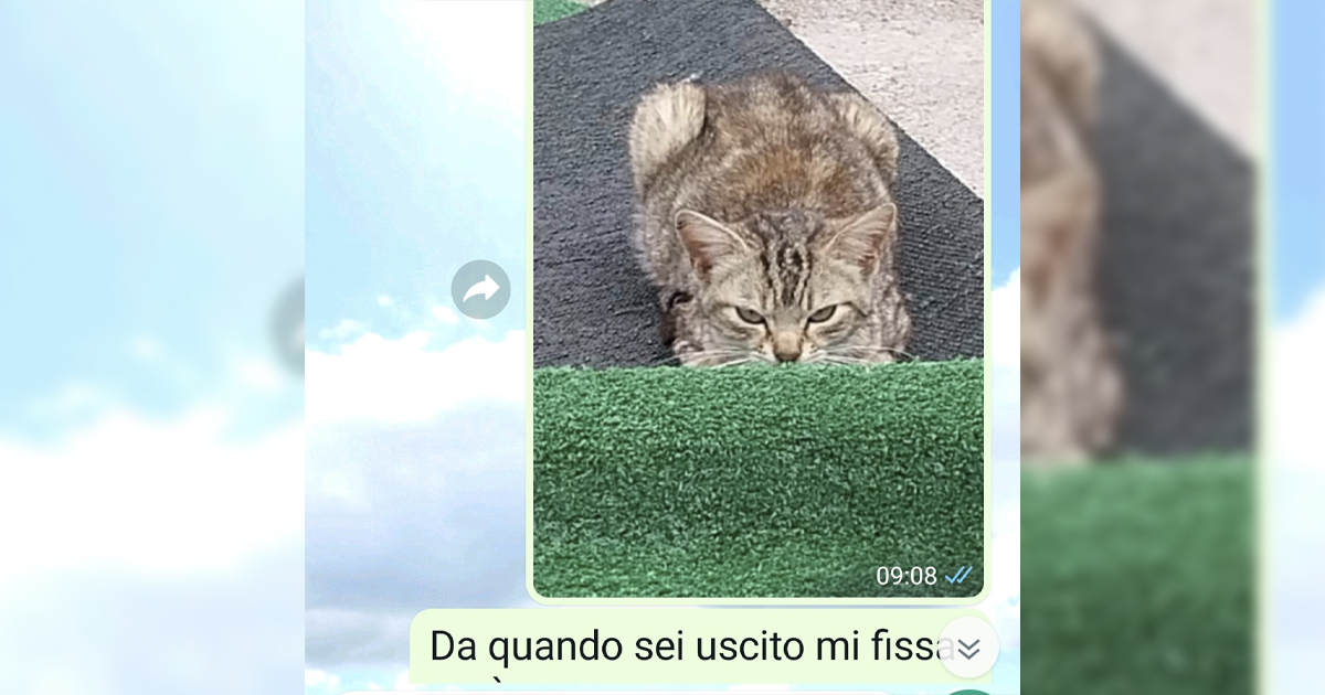 Il gatto malefico