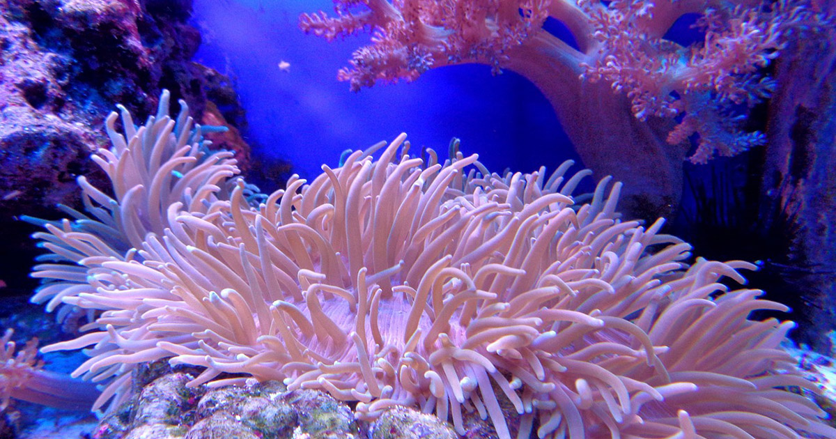 Scoperta nell’Atlantico una barriera corallina di dimensioni record