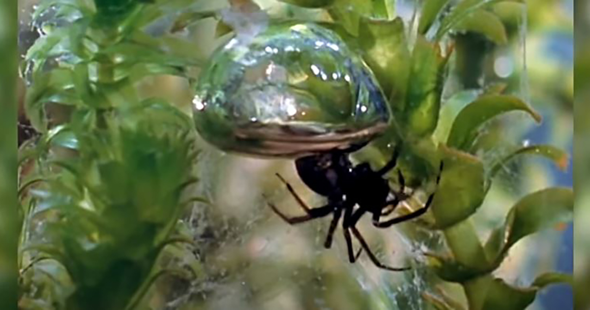 Il ragno palombaro tesse ragnatele sott’acqua [+VIDEO]