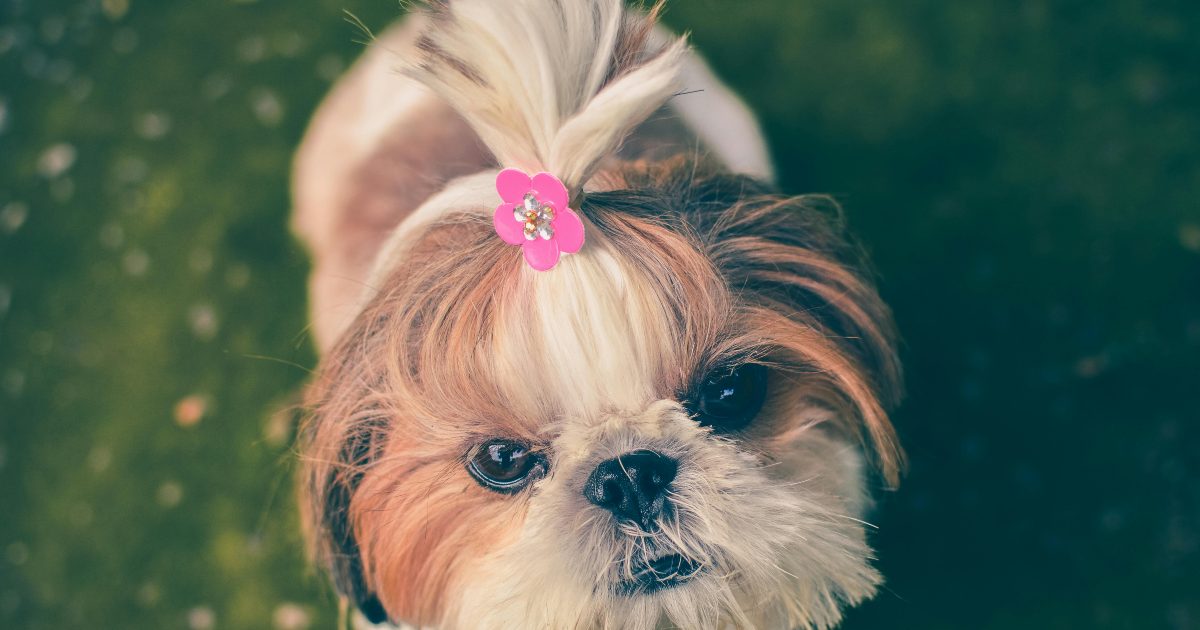 Cagnolina salva il padrone da un’allucinazione: l’incredibile racconto