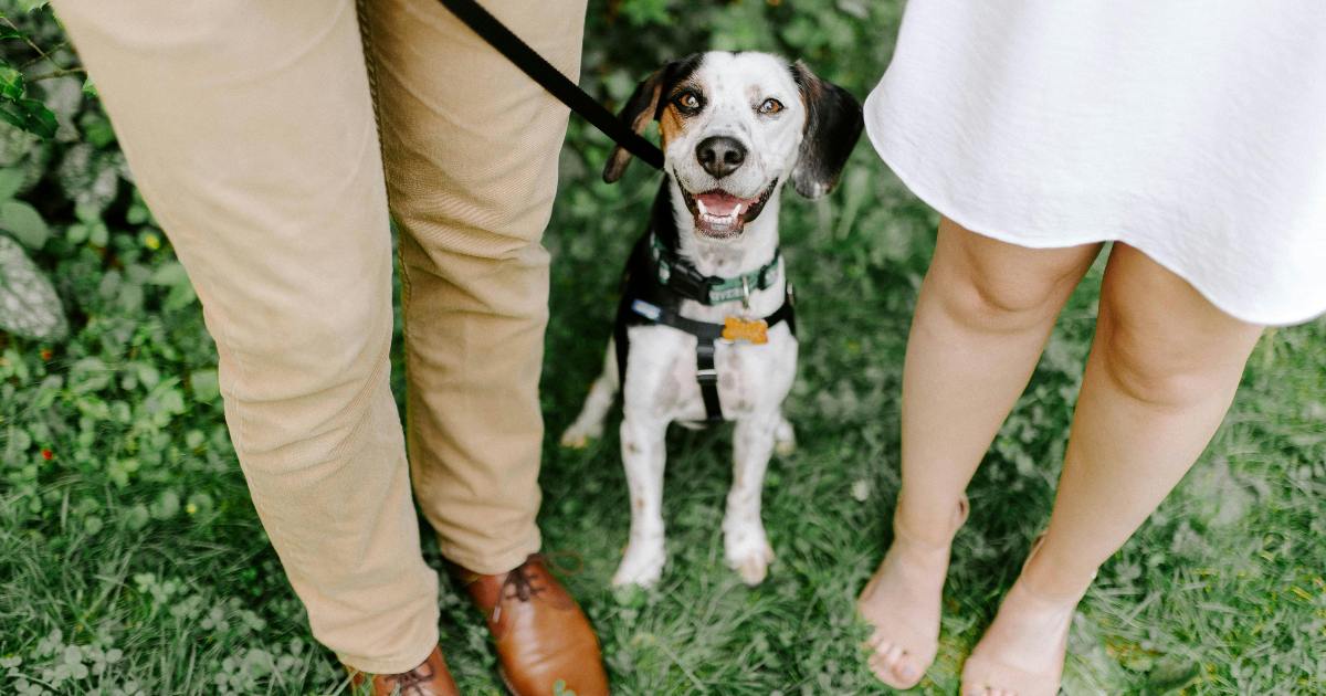 Giudice stabilisce un assegno di mantenimento per il cane dopo il divorzio