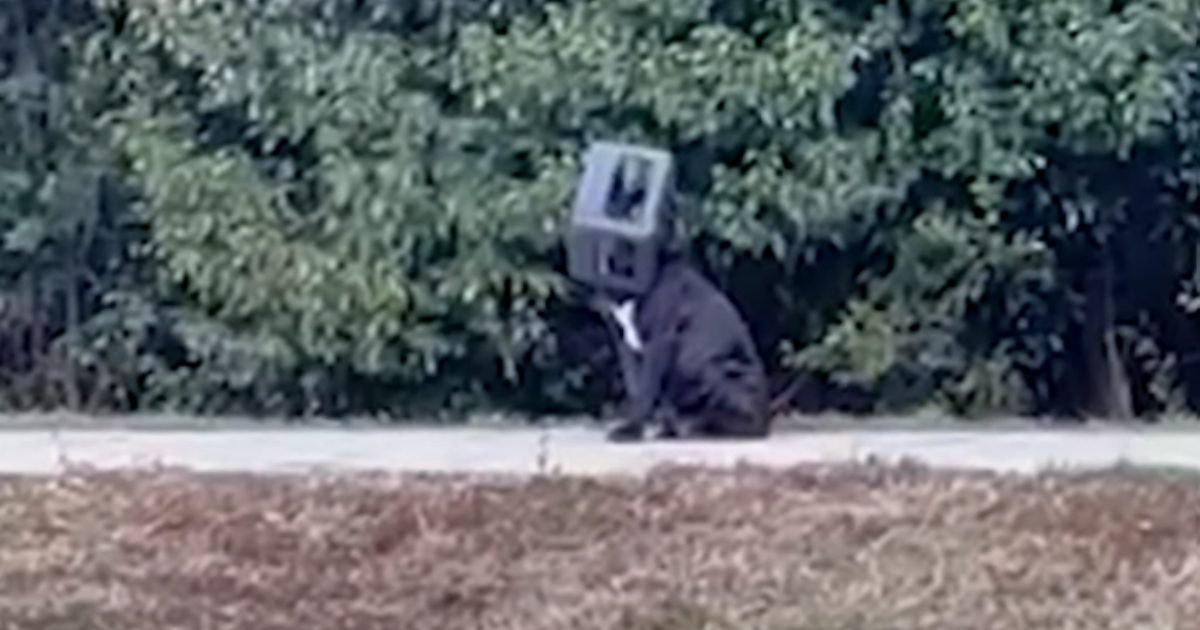 Cane randagio salvato dopo aver vissuto con una scatola bloccata sulla testa per quasi un anno